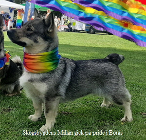 Skogsbygdens Millan gick på pride i Borås Skogsbygdens Millan gick på pride i Borås