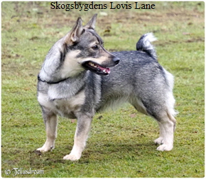 Skogsbygdens Lovis Lane Skogsbygdens Lovis Lane