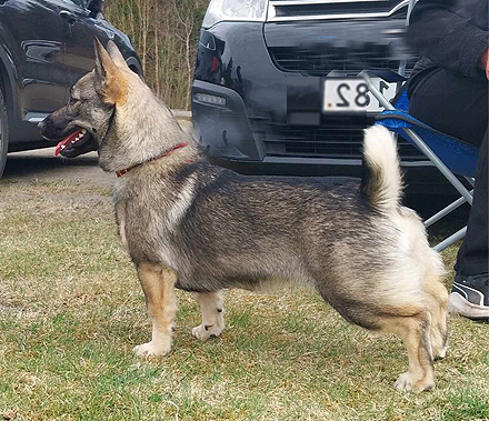 myra dryga 8m v