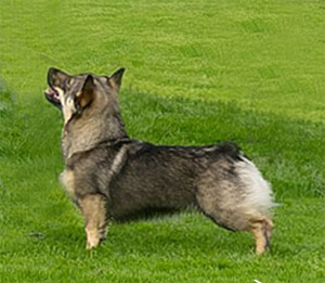 saga 18